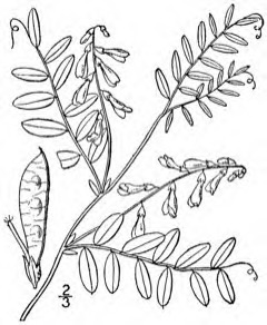 Vicia caroliniana Carolina vetch, Carolina wood vetch