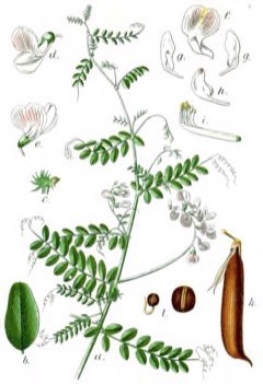 Vicia sylvatica Wood vetch