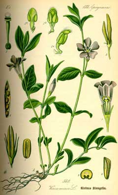 vinca minor Lesser Periwinkle, Flower of Death, English Holly,  Creeping Myrtle, Creeping Vinca, Common Periwink