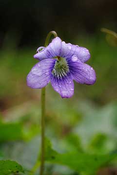 Viola adunca Western Dog Violet, Hookedspur violet, Kirk