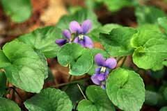 Viola obliqua Marsh Blue Violet