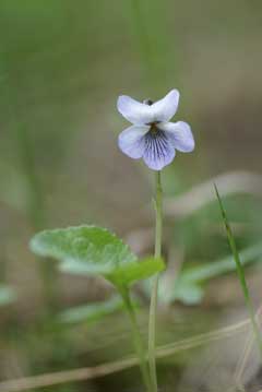 Viola epipsila Dwarf Marsh Violet