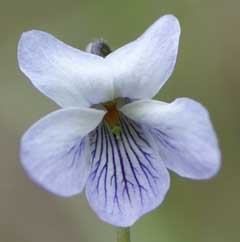 Viola epipsila Dwarf Marsh Violet