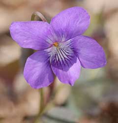 Viola labradorica Labrador Violet, Alpine violet, Johnny Jump-Up,  Alpine Violet