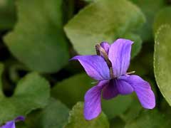 Viola mandshurica Manchurian Violet