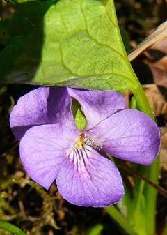 Viola mirabilis wonder violet