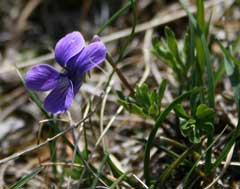 Viola pinnata 