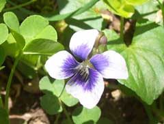 Viola sororia Wooly Blue Violet, Common blue violet