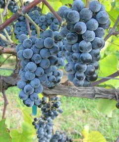Vitis aestivalis Summer Grape, Long grape