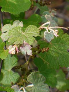 Vitis aestivalis var. linsecomii Post-Oak Grape