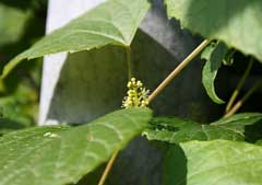 Vitis parvifolia 