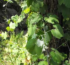 Vitis girdiana Valley Grape, Desert wild grape