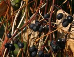 Vitis labrusca Northern Fox Grape, Fox grape