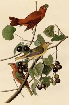 Vitis munsoniana Bird Grape, Munson