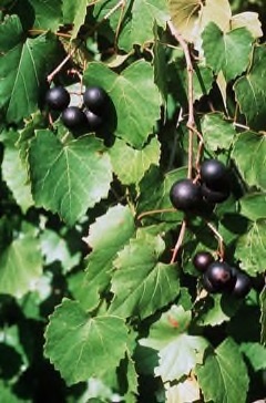 Vitis rotundifolia Muscadine Grape, Muscadine, Southern Fox Grape, Scuppernong, Muscadine Grape