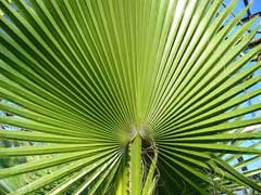 Washingtonia_filifera Desert Fan Palm, California fan palm,  California Washingtonia Palm, Petticoat Palm,  Desert Fan Pal