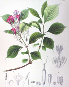 Weigela coraeensis 