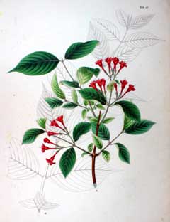 Weigela hortensis 