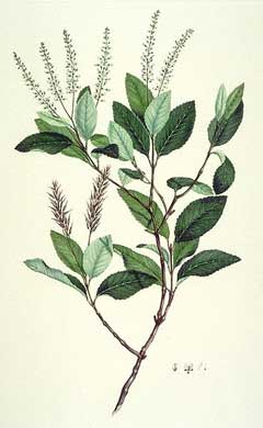 Weinmannia racemosa Kamahi