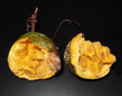 Willughbeia coriacea Heaven fruit, Borneo rubber, Akar gerit-gerit besi