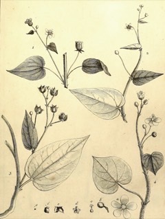 Wissadula periplocifolia White velvetleaf