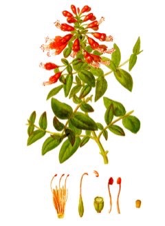 Woodfordia fruticosa Fire-flame bush