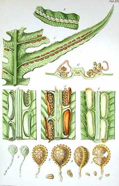 Woodwardia radicans Chain Fern, Rooting chainfern