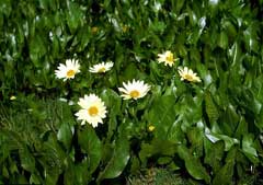 Wyethia helianthoides Sunflower Wyethia, Sunflower mule-ears