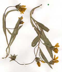 Wyethia longicaulis Humboldt Mulesears