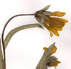 Wyethia longicaulis Humboldt Mulesears