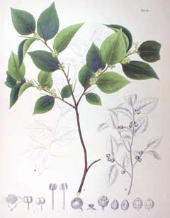 Xylosma japonica 