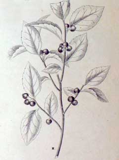 Xylosma japonica 