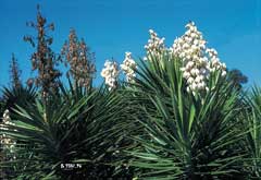 Yucca aloifolia Spanish Bayonet, Aloe yucca, Dagger Plant, Yucca, Spanish Bayonet