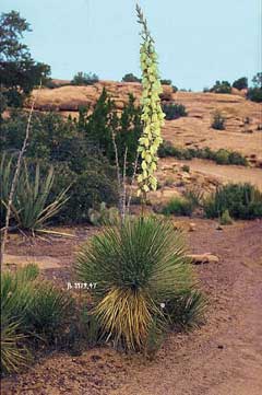 Yucca angustissima Narrowleaf yucca, Kanab yucca, Toft