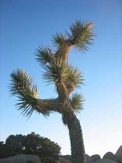 Yucca brevifolia Joshua Tree, Jaeger