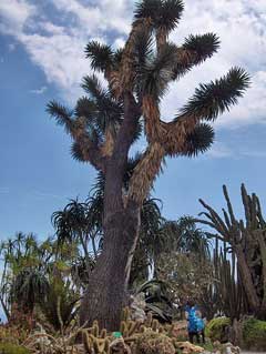 Yucca filifera 