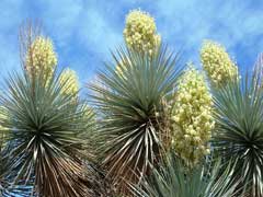 Yucca gloriosa Spanish Dagger, moundlily yucca, Palm Lily, Roman Candle, Mound Lily Yucca, Spanish Dagger