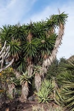 Yucca gigantea Spineless yucca, Izote