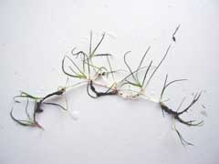 Zannichellia palustris Horned Pondweed