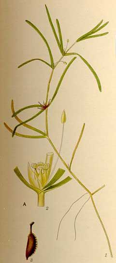 Zannichellia palustris Horned Pondweed