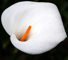 Zantedeschia aethiopica Arum Lily, Calla lily, White Calla Lily