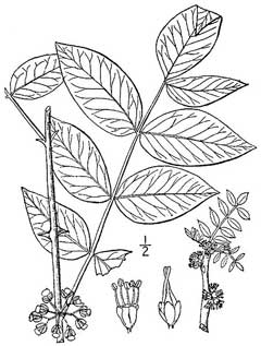 Zanthoxylum americanum Prickly Ash - Northern, Common pricklyash, Northern Prickly Ash