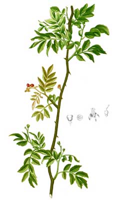 Zanthoxylum piperitum Japanese Pepper Tree