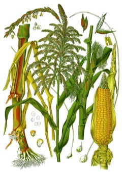 Zea hybrids Perennial corn, Perennial Maize