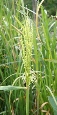 Zizania aquatica Wild Rice, Annual wildrice