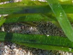 Zostera marina Eel Grass, Seawrack