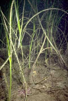 Zostera marina Eel Grass, Seawrack