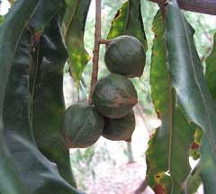 Macadamia tetraphylla Queensland Nut, Macadamia nut