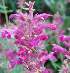 Agastache cana Hoary Balm Of Gilead, Mosquito plant