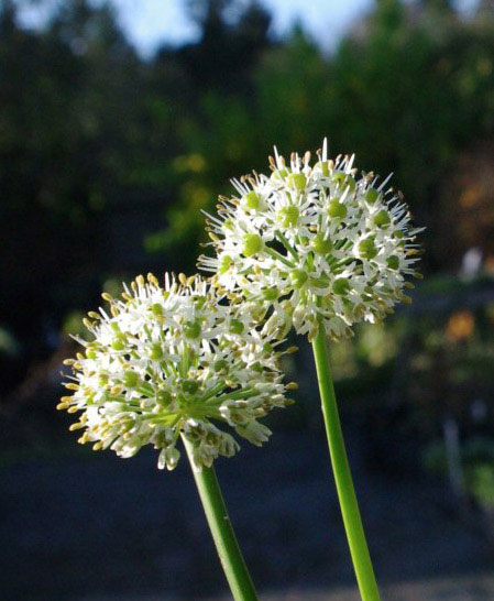 Allium hookeri 